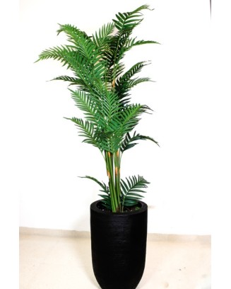 Palma areca 150cm de altura