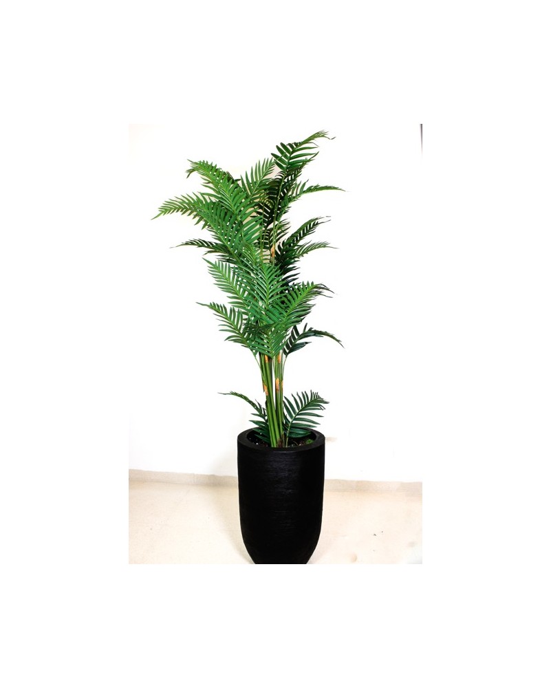 Palma areca 150cm de altura