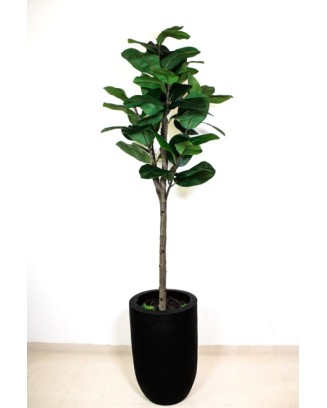 Planta de hule 180cm (sin...