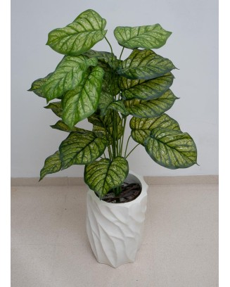 Planta calathea leopardina...