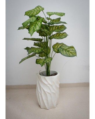 Planta calathea leopardina 105cm