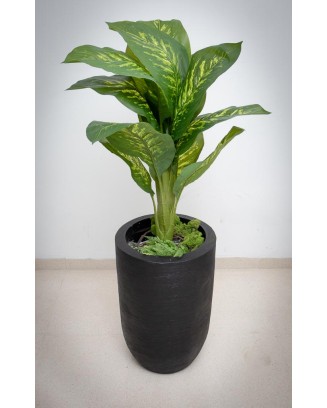 Planta dieffenbachia aurora