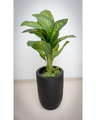 Planta dieffenbachia aurora