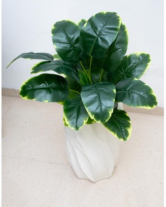 Planta banana 60cm largo