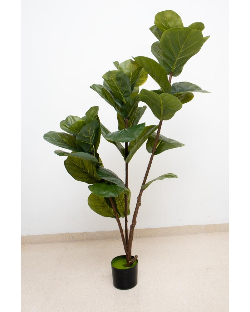 Árbol pandurata 140cm altura