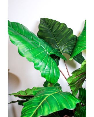 Planta colocasia 110cm