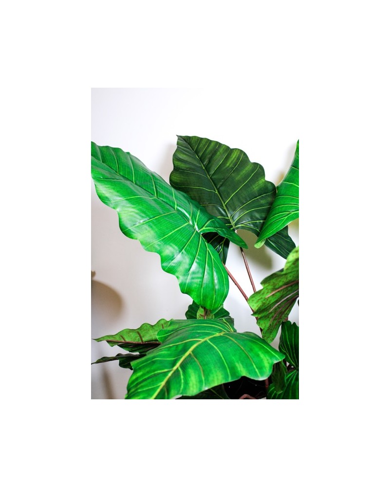 Planta colocasia 110cm