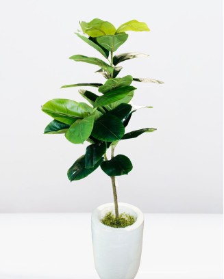 Planta de hule 160cm (sin...