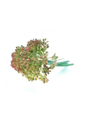 Allium les 20 cm, dos colores