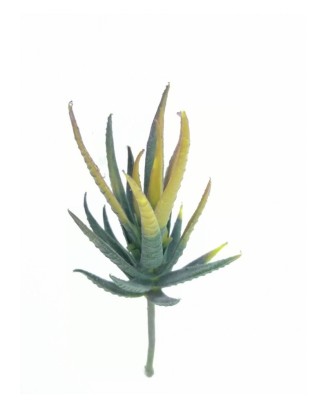Aloe amarilla mini 16 cm...