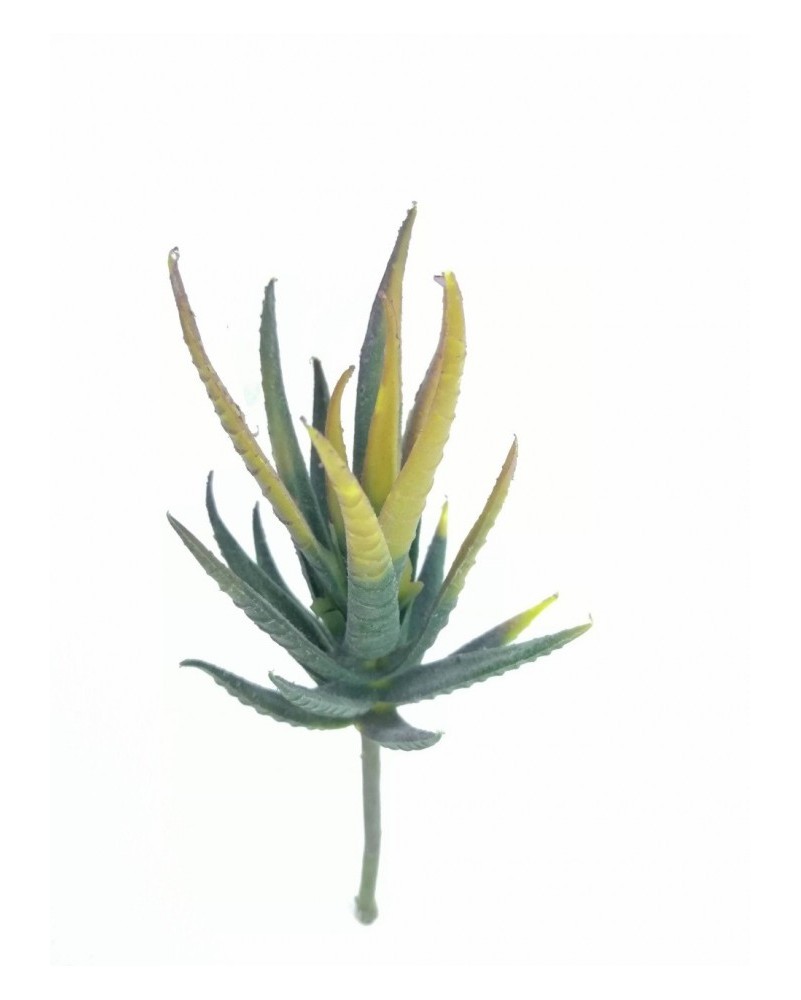 Aloe amarilla mini 16 cm altura
