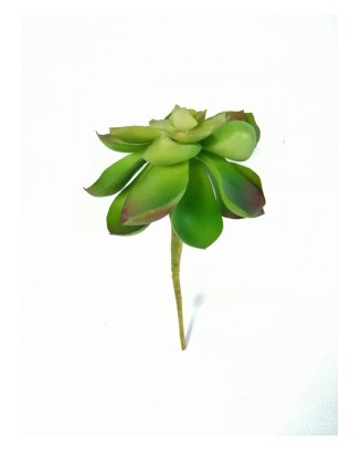 Echeverria green prince  11 cm diámetro