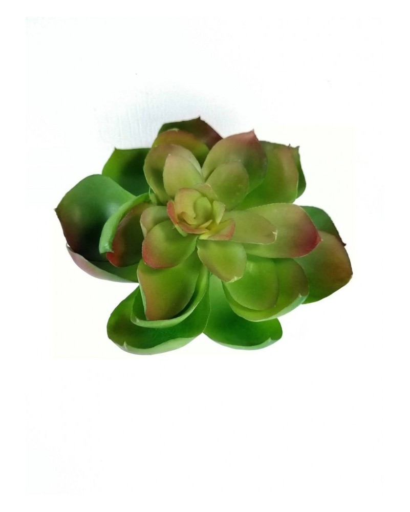 Echeverria green prince  11 cm diámetro