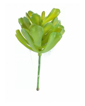 Echeverria pelusida tres colores, 8 cm diámetro x 13 cm altura