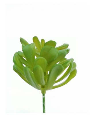 Echeverria pelusida tres colores, 8 cm diámetro x 13 cm altura