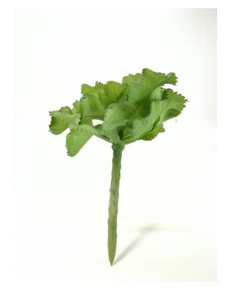 Echeverria rosea 11 cm...