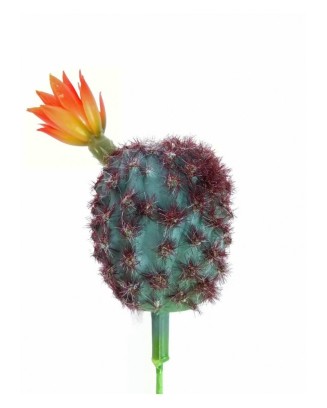 Rebutia cactus con flor 20...
