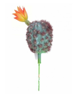 Rebutia cactus con flor 20 cm altura
