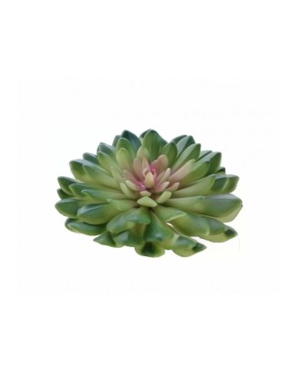 Suculenta green velvet 10 cm diámetro