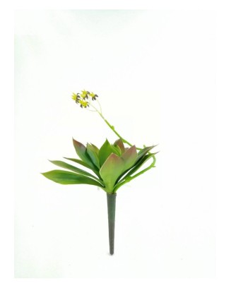 Suculenta grus con flor, 20 cm altura y 18 cm diámetro