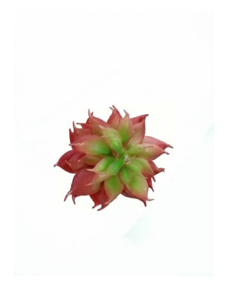 Suculenta haworthia verde y rosada, 7 cm altura