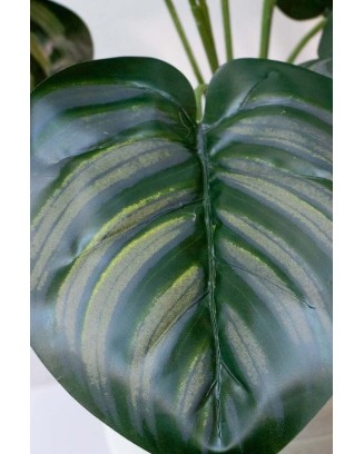 Follaje Calathea Plata 50cm