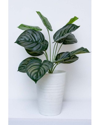 Follaje Calathea Plata 50cm