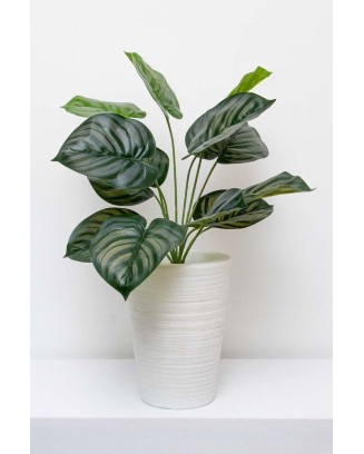 Follaje Calathea Plata 50cm