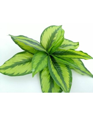 Follaje Calathea Princeps 29cm diámetro