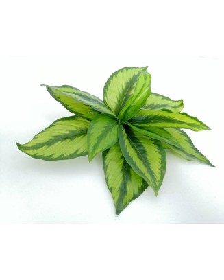 Follaje Calathea Princeps 29cm diámetro