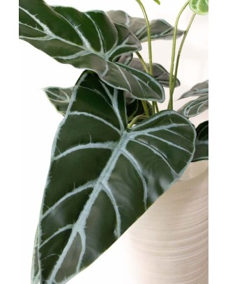 Follaje alocasia esqueleto 50cm