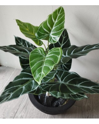 Follaje alocasia esqueleto 50cm