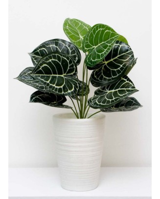 Follaje Calathea esqueleto 50cm