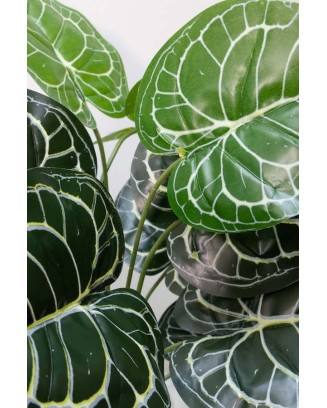 Follaje Calathea esqueleto 50cm