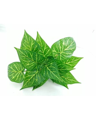 Planta Calathea Lousiae 58cm largo