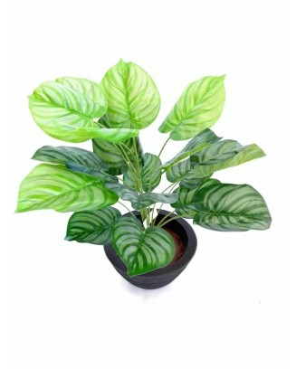 Planta calathea plateada 60cm