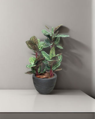 Planta calathea roseopicta...