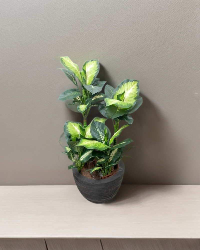 Planta dieffenbachia 110 cm