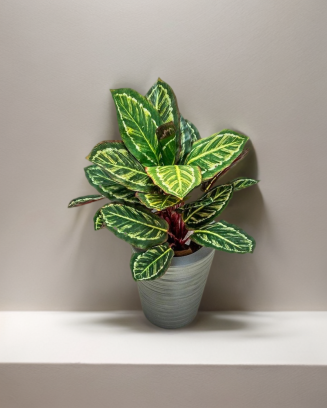 Planta calathea roseopicta...