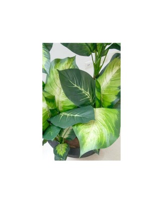 Planta dieffenbachia 110 cm