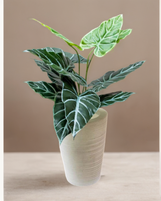 Follaje alocasia esqueleto...