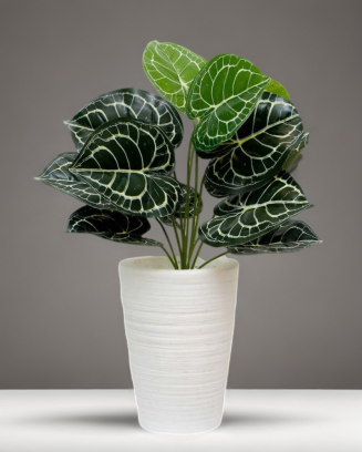 Follaje Calathea esqueleto...