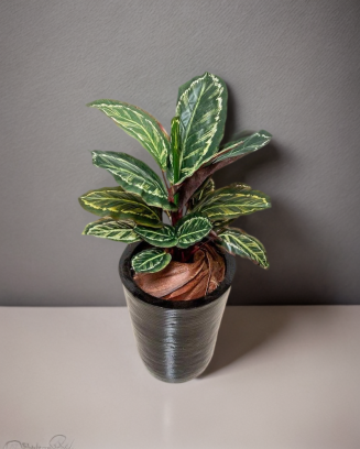 Planta calathea roseopicta...