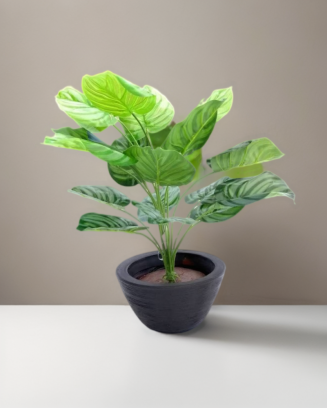 Planta calathea plateada 60cm