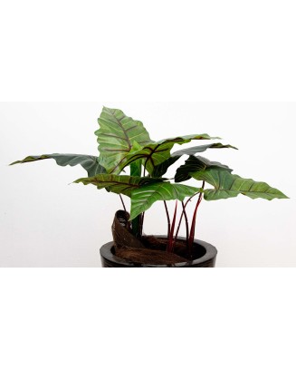 Planta colocasia 60cm