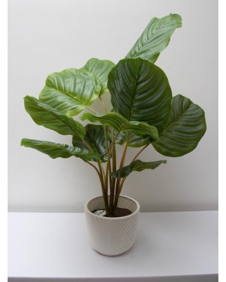 Calathea Geopperta 69cm