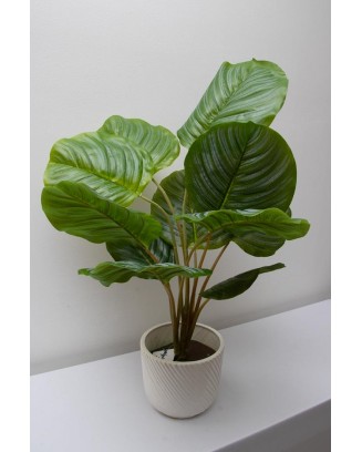 Calathea Geopperta 69cm