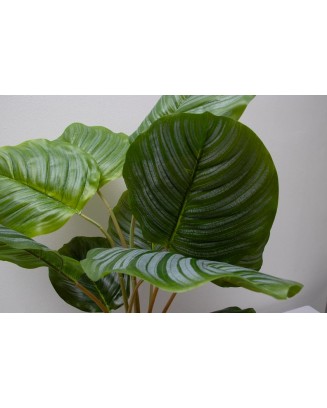 Calathea Geopperta 69cm