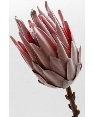 Protea rey 53cm