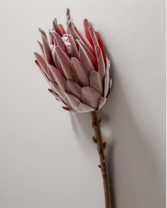 Protea rey 53cm